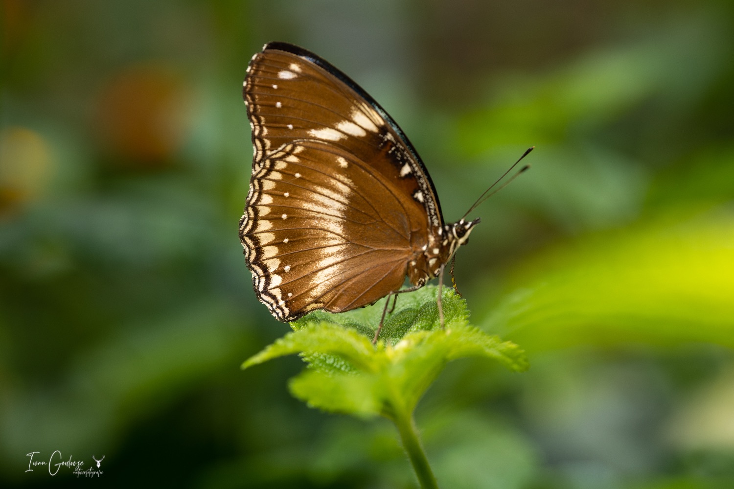  R2A2991 28 mei 2023 1434 27